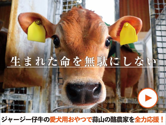 仔牛クラファン