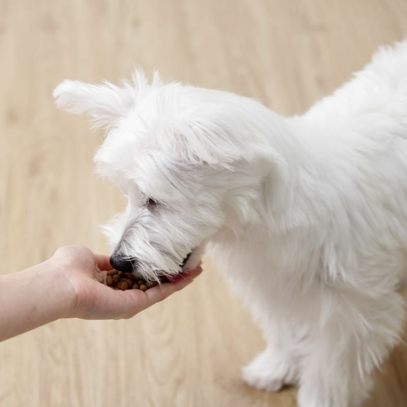 みんなのごはん 全犬種 パピー用｜みんなのペット健康専門店