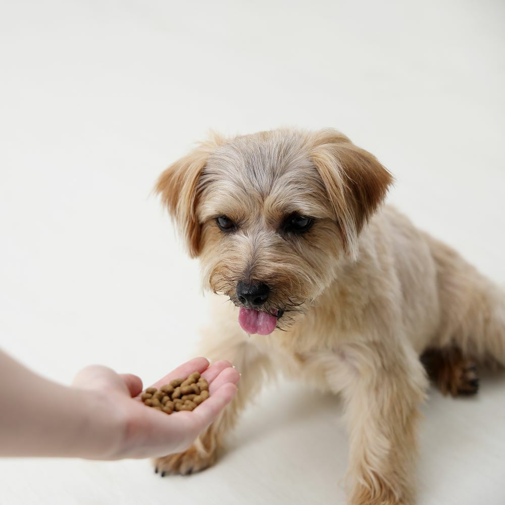 ドットわんごはん-Red mind-(120g)｜国産13種天然食材の総合栄養食